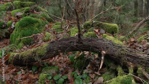 Forest in autumn with moss, Bavaria, Germany