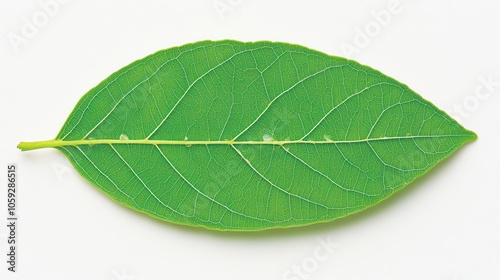 Closeup of a Green Leaf with Visible Veins.