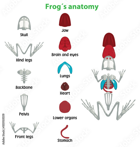 frog´s anatomy