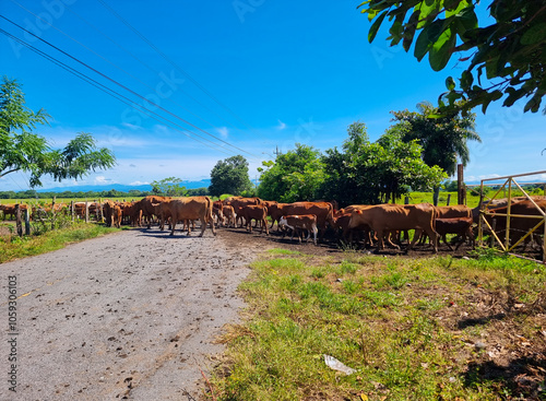 Panama, David, crossing a herd of cattle along the road