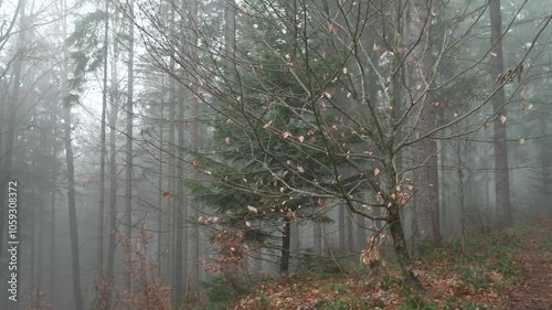 Forest in autumn with fog, Aerial, Bavaria, Germany