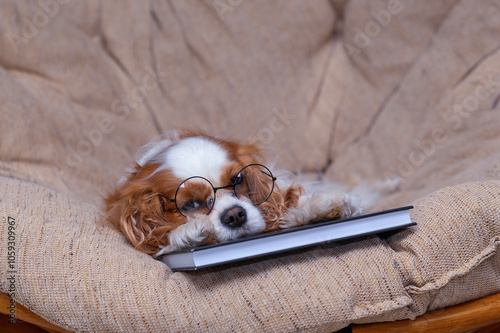 tired cavalier king charles spaniel dog with glasses sleeping on book on armchair in cozy room