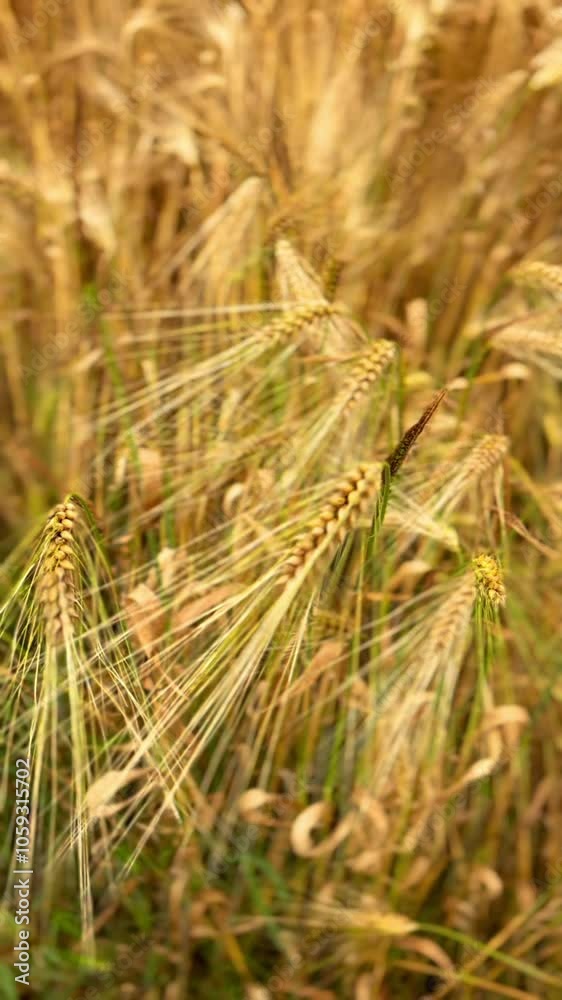 The golden hue of wheat spikes illustrates the vital aspects of agriculture, showcasing the benefits of organic farming and its role in producing non-genetically modified food The golden hue of wheat spikes illustrates the vital aspects of agriculture, showcasing the benefits of organic farming and its role in producing non-genetically modified food