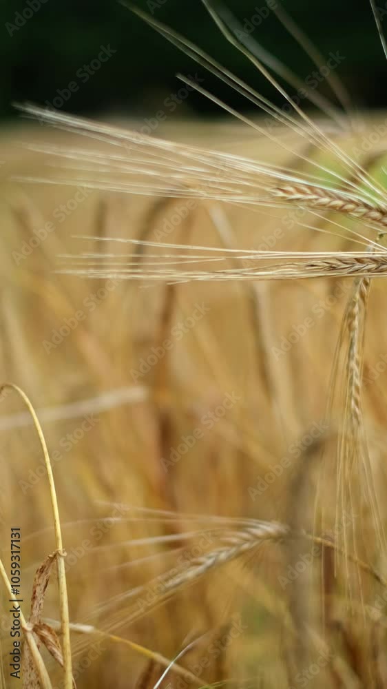 A vibrant display of golden wheat in a rural setting exemplifies organic agricultural practices and the importance of sustainability in food production and ecosystem health A vibrant display of golden wheat in a rural setting exemplifies organic agricultural practices and the importance of sustainability in food production and ecosystem health