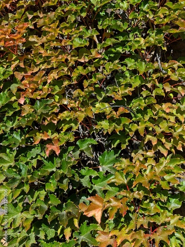 Parthenocissus tricuspidata known as Boston ivy, grape ivy, and Japanese ivy, and also as Japanese creeper photo