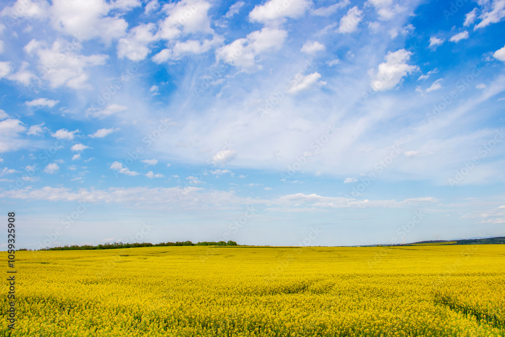 Rapeseed, Brassica napus, field under sunny May sky in the Southern Bulgaria, Haskovo region Rapeseed, Brassica napus, field under sunny May sky in the Southern Bulgaria, Haskovo region