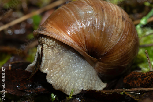 Roman snail, Burgundy snail or escargot i its environment, close up photo.