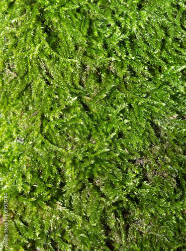Moss, green floral carpet, full frame, green background, texture