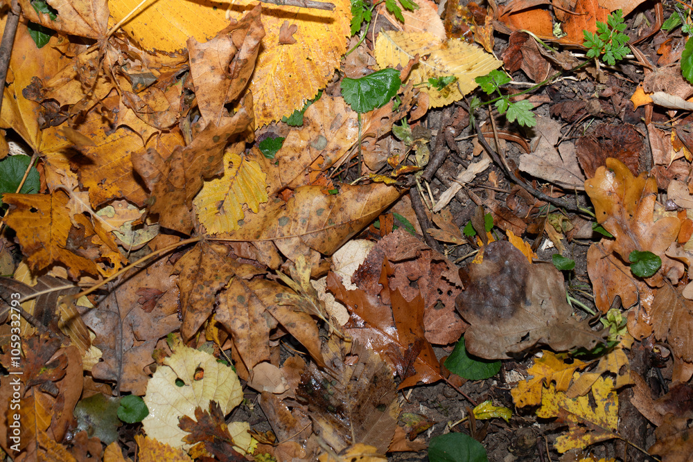 Autumn leaves, vivid, colorful background.. Golden autumn, fall in a Park in the city Gniezno, Poland. Autumn leaves, vivid, colorful background.. Golden autumn, fall in a Park in the city Gniezno, Poland.