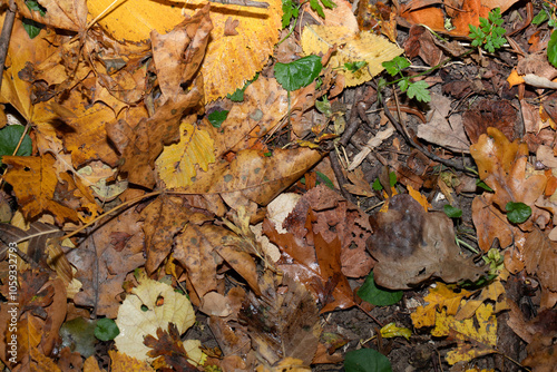  Autumn leaves, vivid, colorful background.. Golden autumn, fall in a Park in the city Gniezno, Poland.