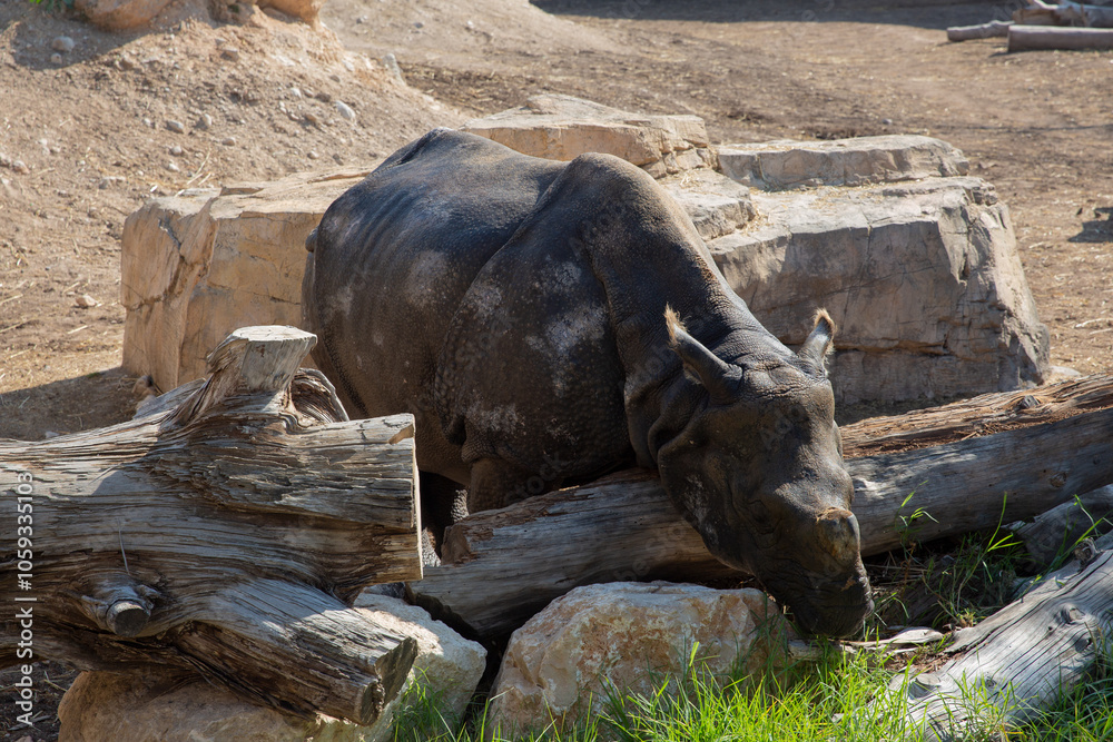 Black rhinoceros resting in the sun at the zoo. Black rhinoceros resting in the sun at the zoo.