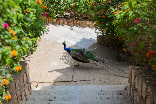Peacock in the garden. Beautiful peacock in the park of Cartagena, Spain.
