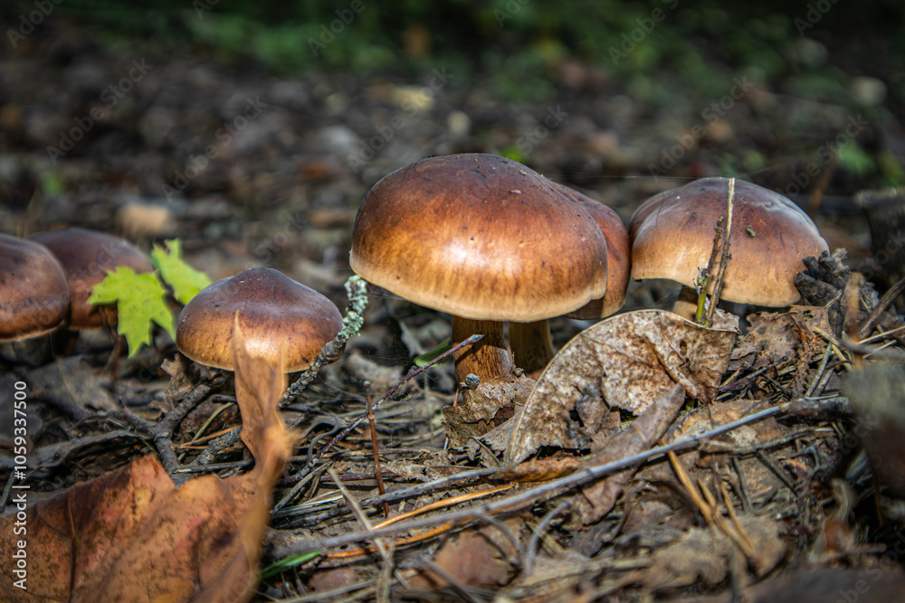Small brown mushrooms in the fallen autumn leaves. Small brown mushrooms in the fallen autumn leaves.