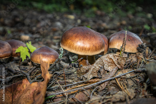 Small brown mushrooms in the fallen autumn leaves.