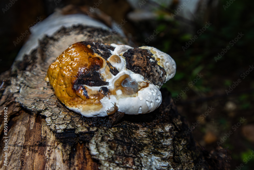 Fomitopsis pinicola. Pine polypore. The tinder fungus is bordered. Weeping mushroom. Fomitopsis pinicola. Pine polypore. The tinder fungus is bordered. Weeping mushroom.