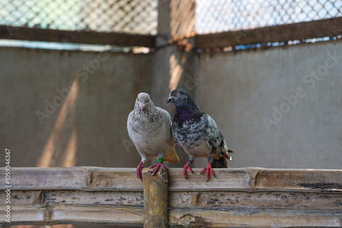 Pigeon couple romantically looking each other  photo