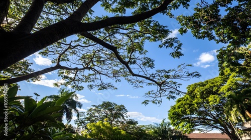 Branches Reach Skyward: Delicate branches stretch upward, their fine lines intersecting like veins against the azure backdrop.  photo