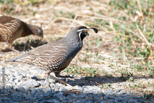 California Quail foraging in a gravel driveway Utah