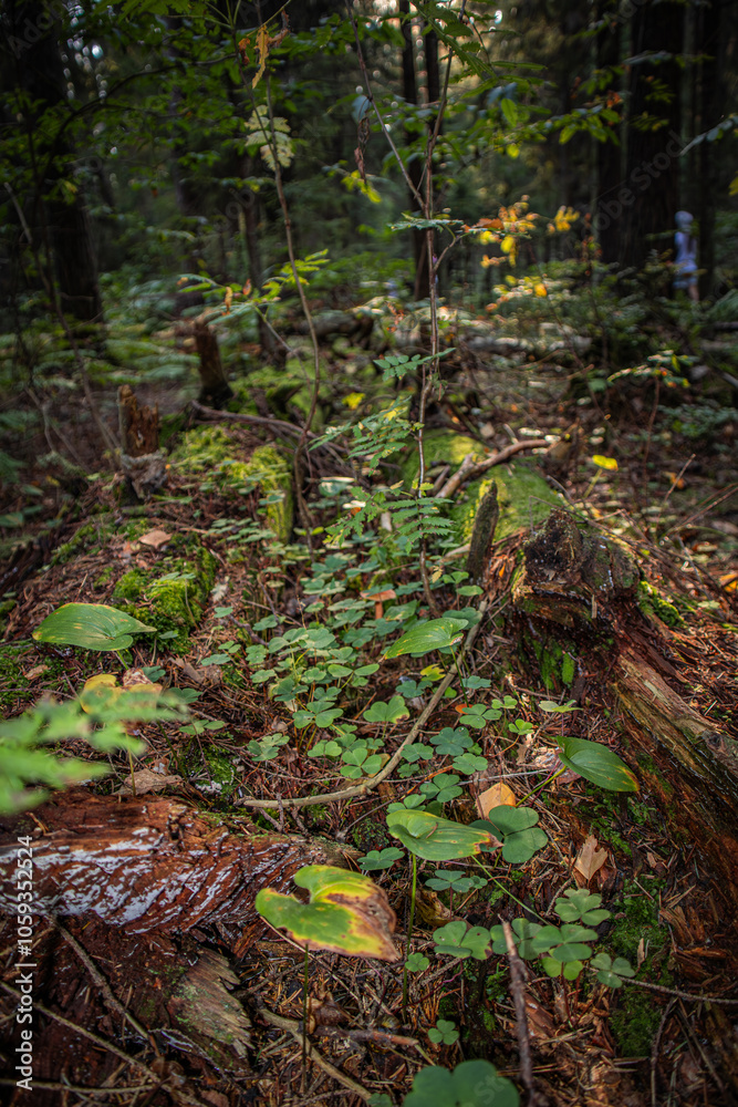 Fototapeta premium Types of forest in summer. Greenery, foliage, trees, paths