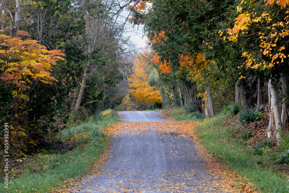 Brilliant fall foliage on a beautiful autumn day along a country road in Courtice Ontario Canada Brilliant fall foliage on a beautiful autumn day along a country road in Courtice Ontario Canada
