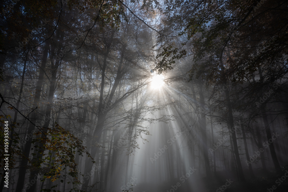 Fototapeta premium Sunbeams in fog in an autumn forest