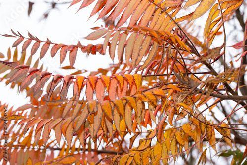  Autumn leaves, vivid, colorful background.. Golden autumn, fall in a Park in the city Gniezno, Poland.