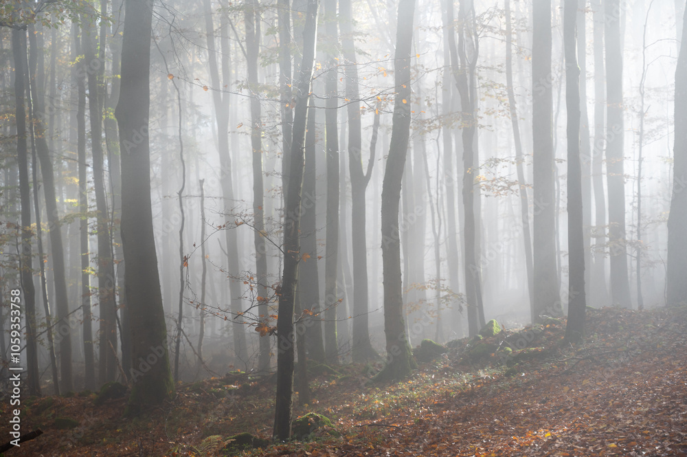 Sunbeams in fog in an autumn forest Sunbeams in fog in an autumn forest