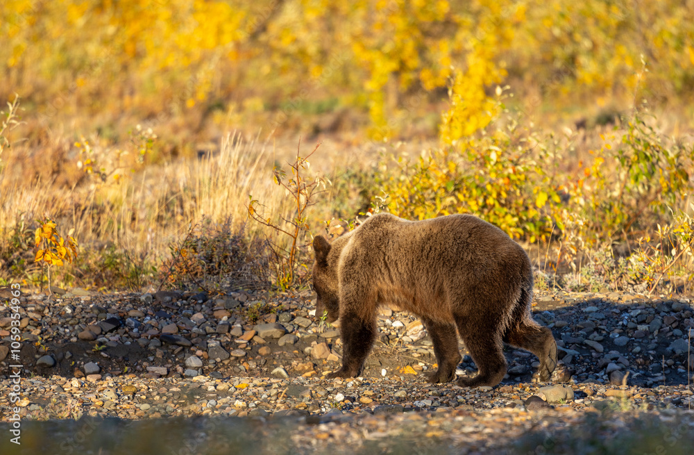 Grizzly Bear in Autumn in Denali National Park Alaska Grizzly Bear in Autumn in Denali National Park Alaska