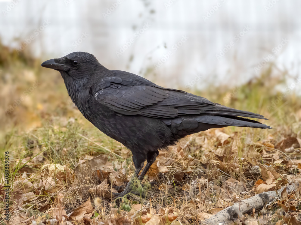 Carrion crow standing on a autumn ground Carrion crow standing on a autumn ground