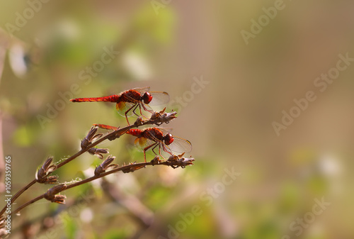 Summer games of red dragonflies. The female hid shyly behind the veil of her wings... photo