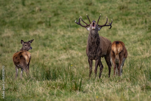 The deer rut Travelling around the NC500 route in the North Coast of Scotland photo