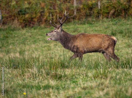 The deer rut Travelling around the NC500 route in the North Coast of Scotland