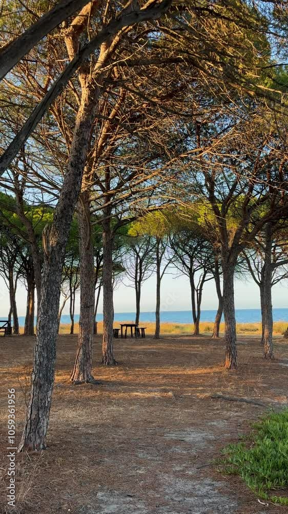The inviting coastal area offers a perfect picnic spot with its vibrant pine trees, a stunning view of the blue sea, and a peaceful atmosphere for tourists to enjoy their holiday The inviting coastal area offers a perfect picnic spot with its vibrant pine trees, a stunning view of the blue sea, and a peaceful atmosphere for tourists to enjoy their holiday
