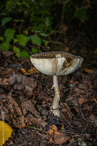 Amanita pantherina. Panther fly agaric. Mushroom in the forest