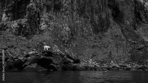 Photos Lonely Polar Bear in Rocky Landscape