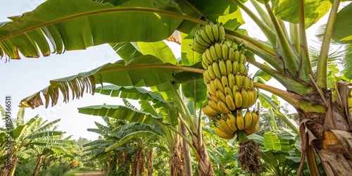 Lush Banana Tree with Ripe Bananas Hanging in Sunlight, Perfect for Tropical Food Photography