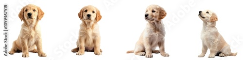 Adorable Golden Retriever Puppy Sitting on White Background