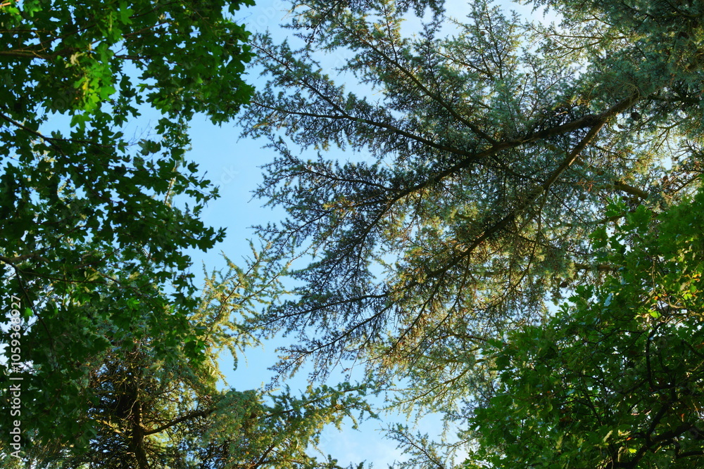 Obraz premium Le ciel entre les arbres