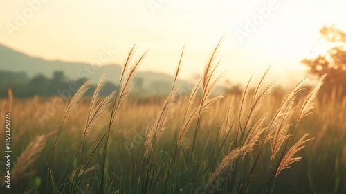 Golden grass field at sunset with soft light and a blurred background.