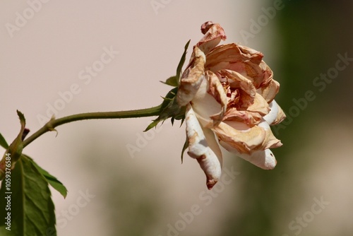 a rose flower close-up detail