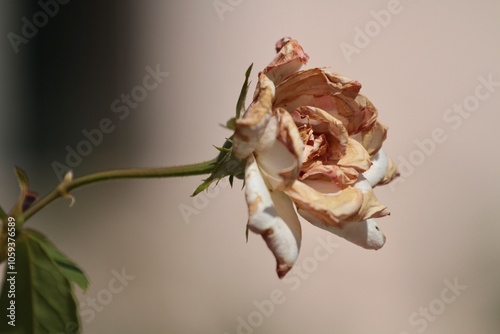 a rose flower close-up detail