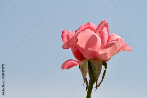 a rose flower close-up detail