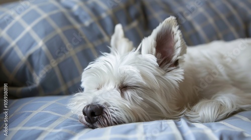 Wallpaper Mural A peaceful white dog sleeps soundly on a blue checkered bedding, capturing a serene moment of rest and relaxation, epitomizing calmness and comfort in a cozy setting. Torontodigital.ca