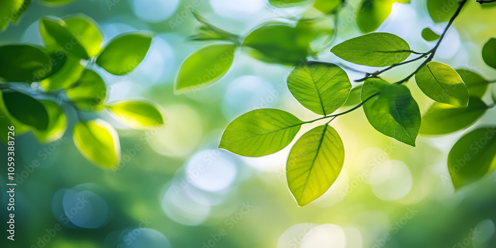 Sunlit Fresh Leaves of Spring and Sunbeams