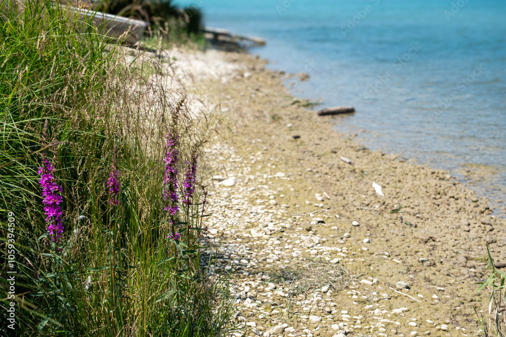 Fluss blau türkis (ohne Farbveränderung), Lechufer mit Steinen, Schlamm und Blumen Fluss blau türkis (ohne Farbveränderung), Lechufer mit Steinen, Schlamm und Blumen