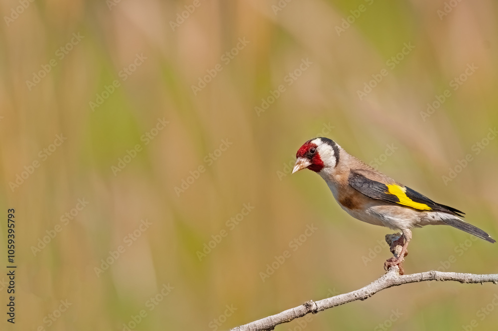 Small colorful bird perched on a tree branch. Blurred background. Copy space. European goldfinch, Carduelis carduelis. Small colorful bird perched on a tree branch. Blurred background. Copy space. European goldfinch, Carduelis carduelis.