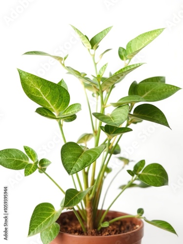 A close-up shot of a vibrant green potted plant set against a plain white background, close-up, natural, modern