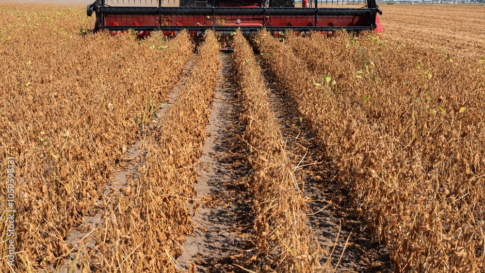 Fototapeta premium Harvesting combine in the wheat.