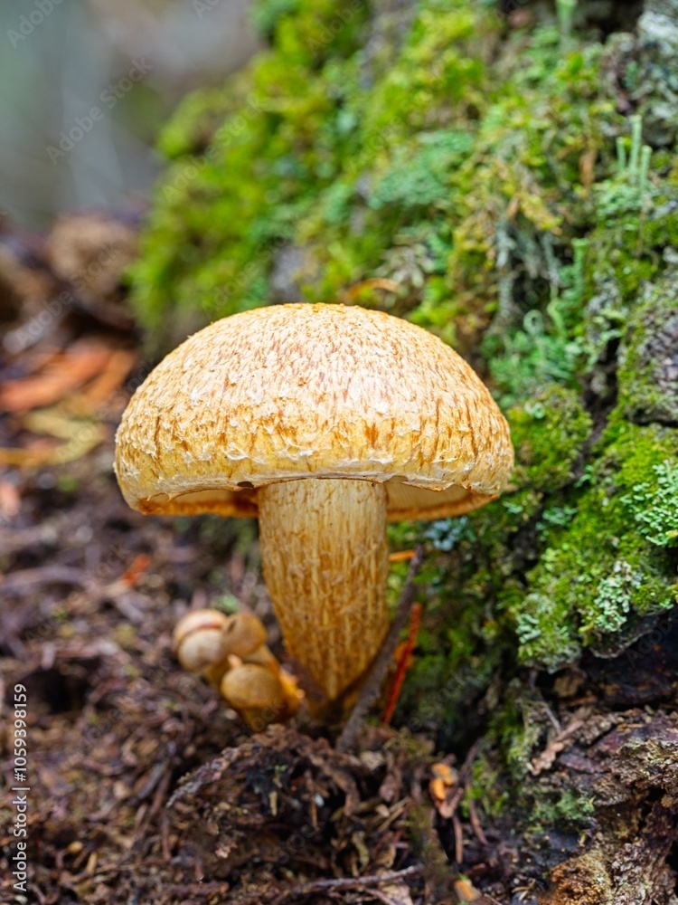 Macro photo of a Gymnopilus on forest floor. Macro photo of a Gymnopilus on forest floor.