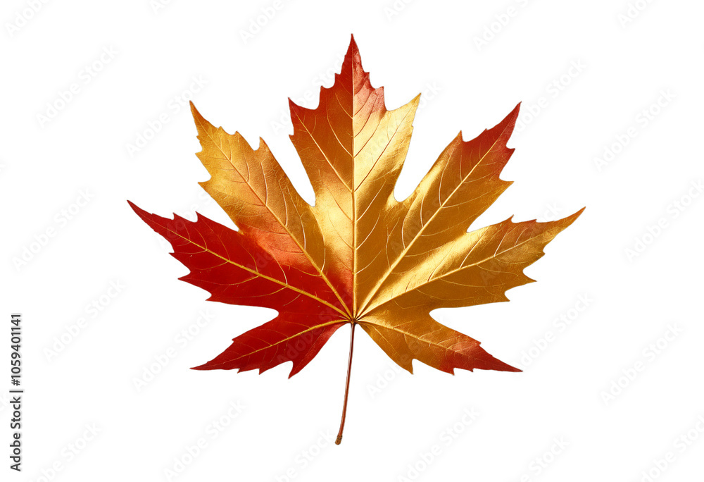 golden chromed autumn maple leaf on transparent background golden chromed autumn maple leaf on transparent background